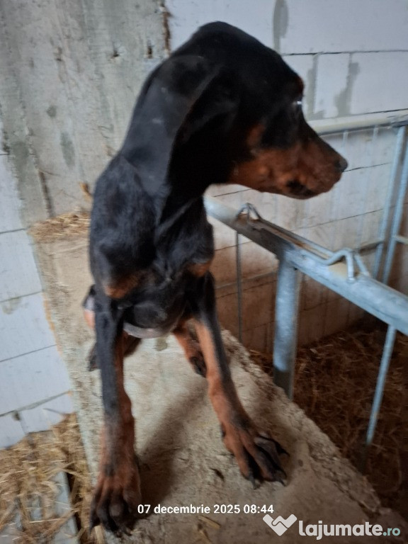 Doberman cățel 3 ,5 luni