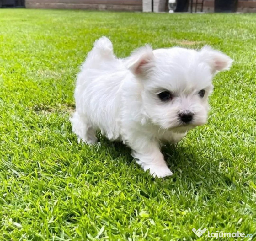 Camelia caută o casă iubitoare și permanentă pentru adopție.