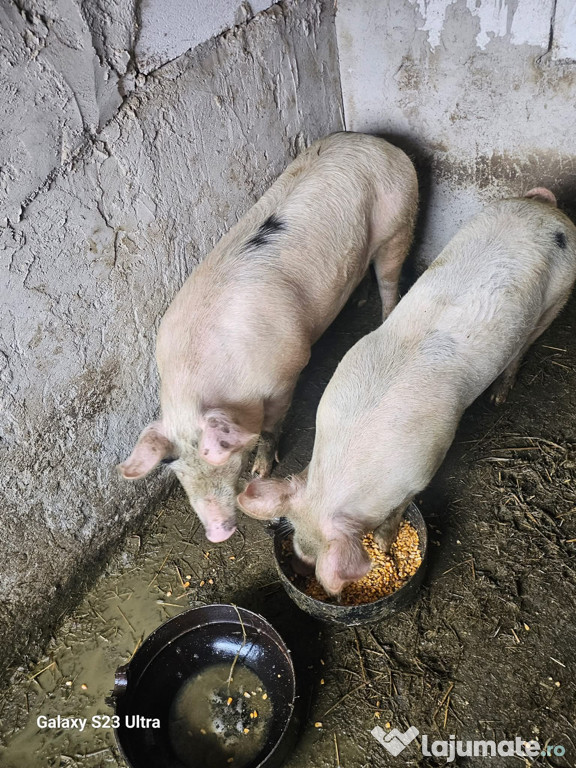 Vând porci marele alb