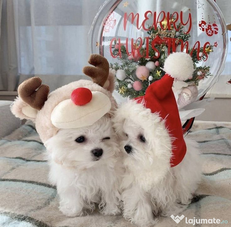 Bichon maltez talie mica posibilitate transport