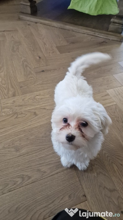 Pui de bichon de vanzare