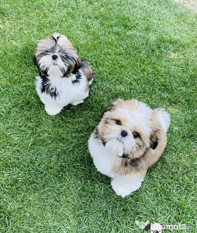 Pui Shihtzu minunați disponibili.