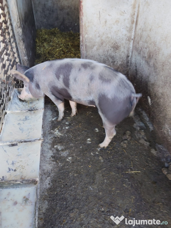 Vind purcea are in jur 60 kg