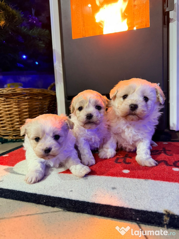 Bichoni maltez ????????????