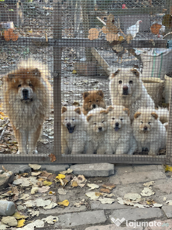 Cățeluși Chow Chow