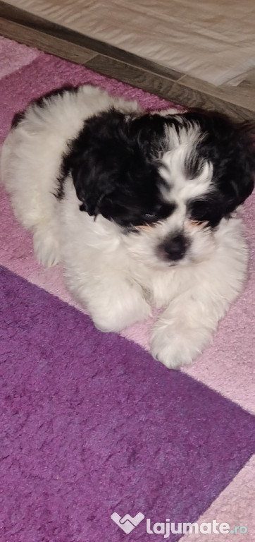 Cațeluș shih tzu 7 saptamani