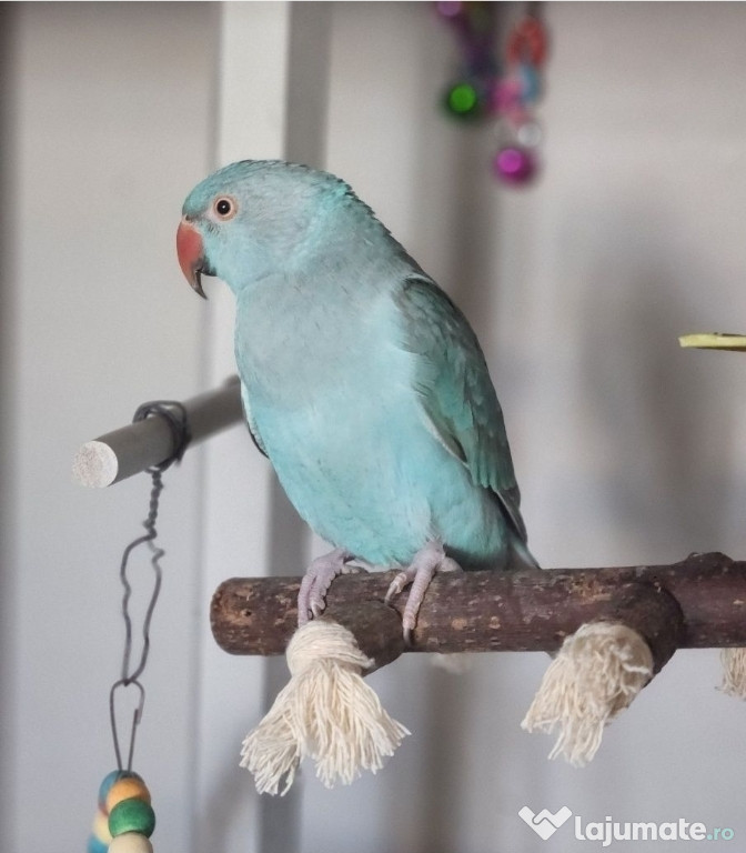 Papagal Micul Alexandru + Colivie