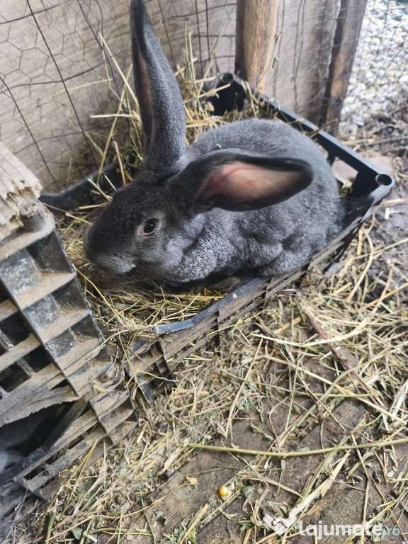 Iepuri Uriaș german