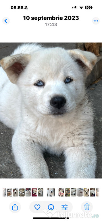 Akita Inu japonez