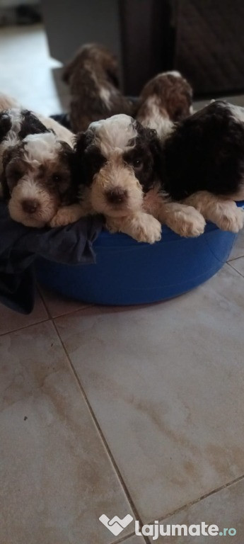 Vand cateluse rasa lagotto romagnilio de 2 luni
