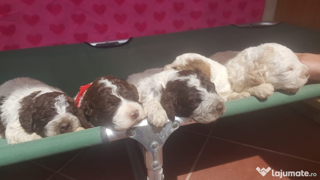 Vand pui de caine lagotto romagnolo