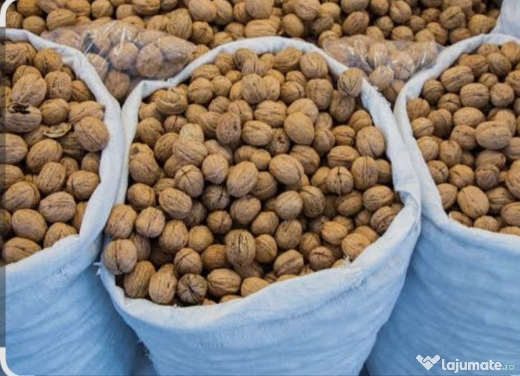 Nuci în coajă ,sase saci.