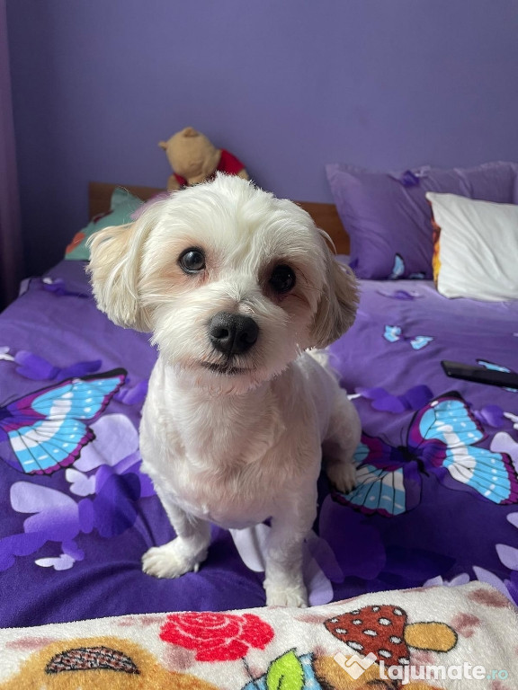 Bichon Maltez mascul 3 ani