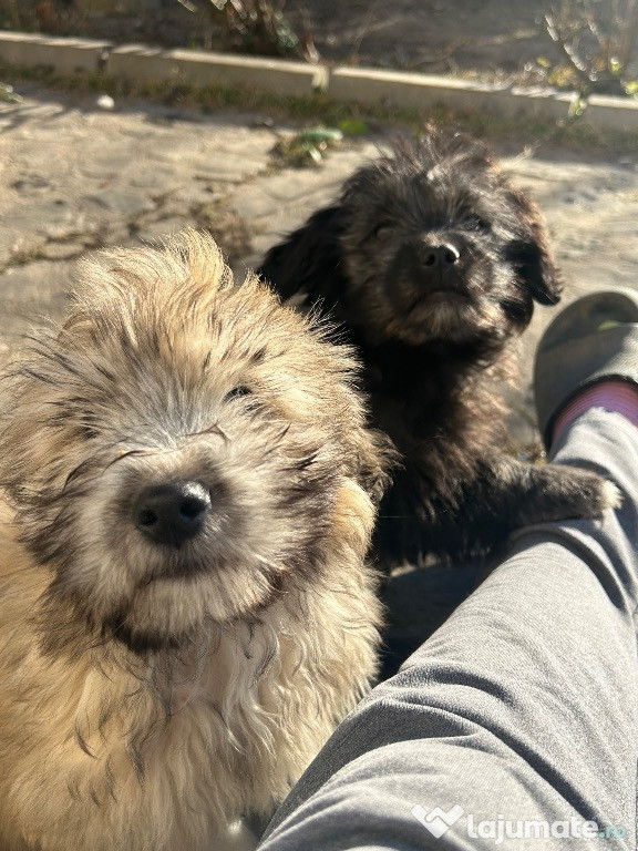 Căței bichoni metiși pentru adopție