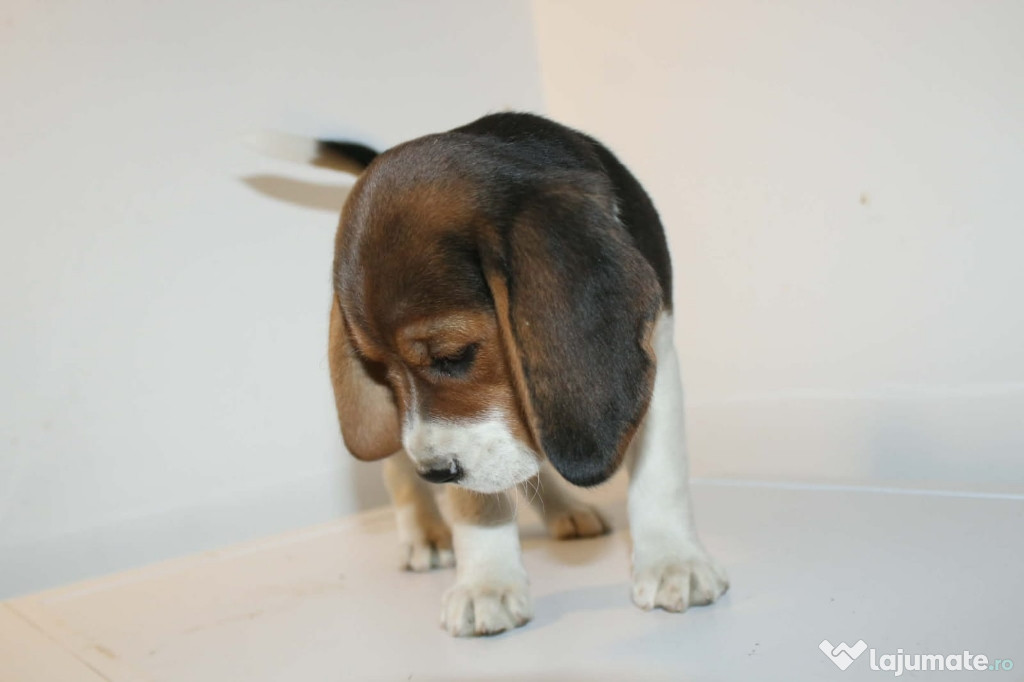 Catelusa Beagle tricolor
