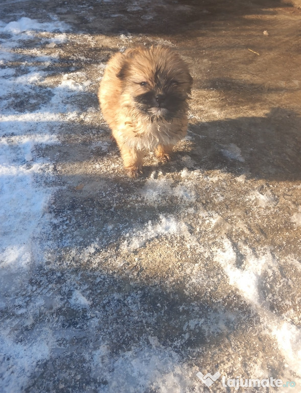 Fetita frumoasa de rasa