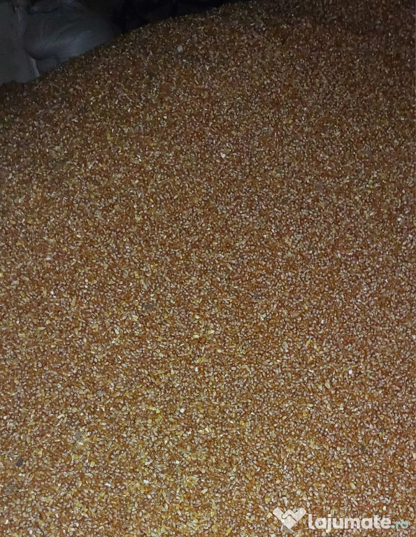 Vând porumb pentru mălai