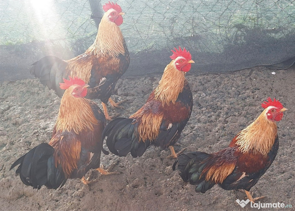 Cocosi olandezi talie mica