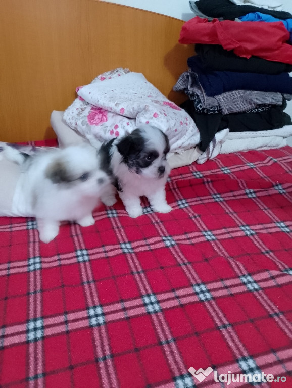 Catelusi rasa shih tzu