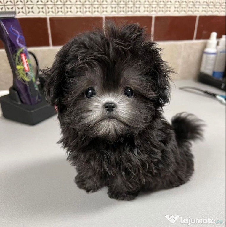 Bichon Maltez Mini Toy Black