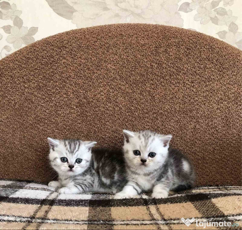 British și scottish fold chinchilla
