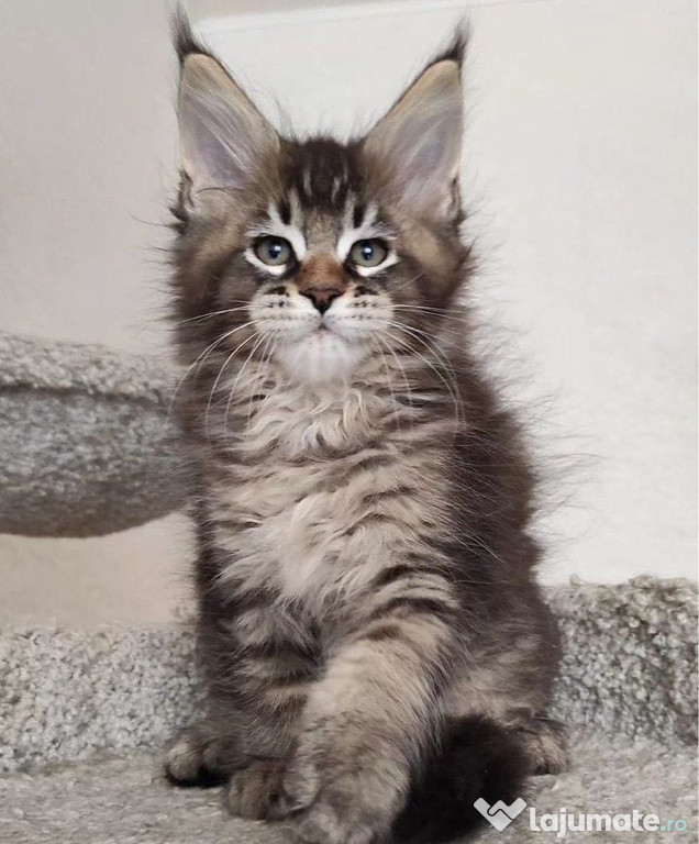Maine coon Fetita