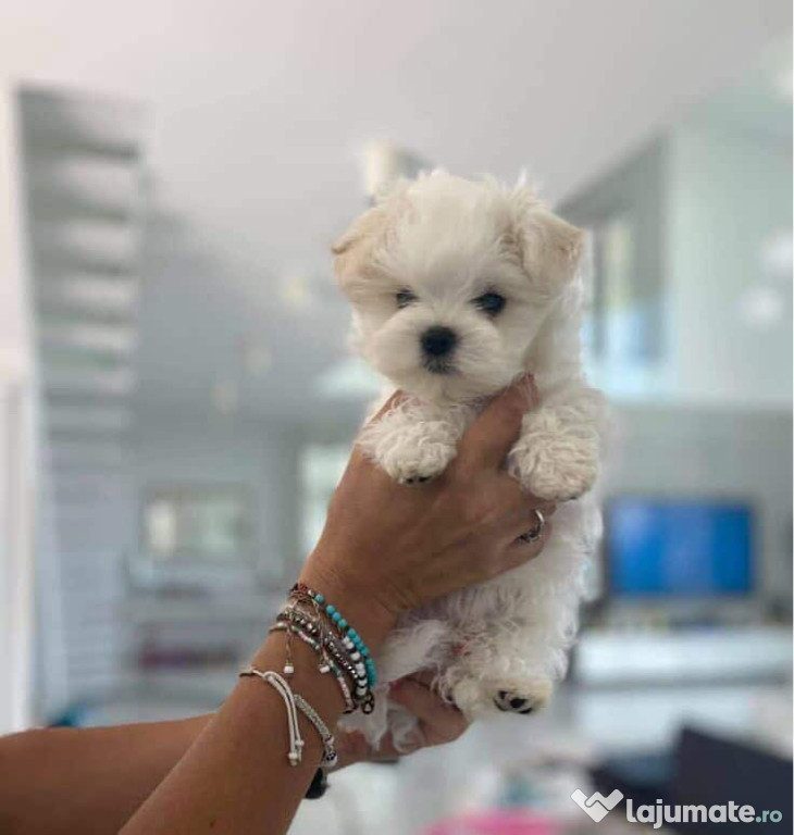 Bichon maltez mini toy
