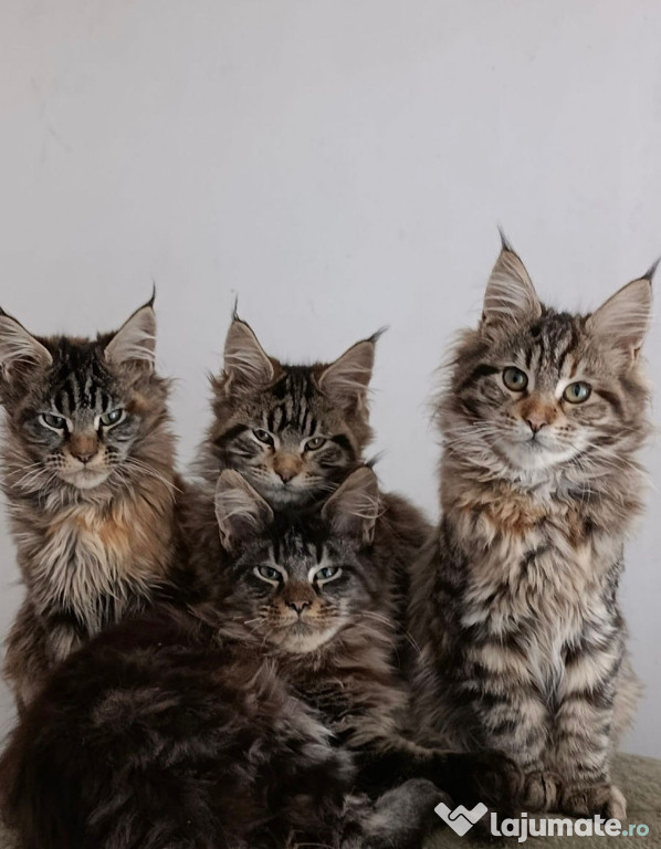 Maine coon puiuți