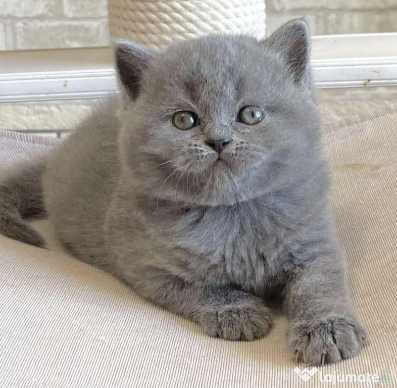 British shorhair pui superbi