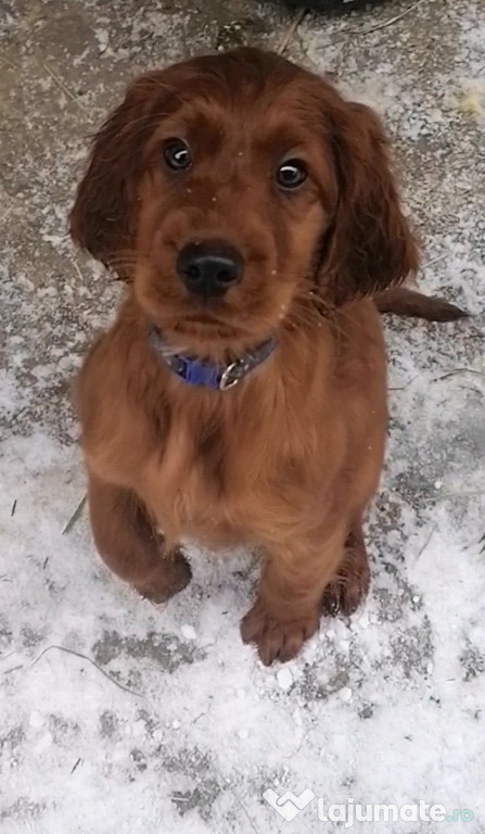 Cățel setter irlandez