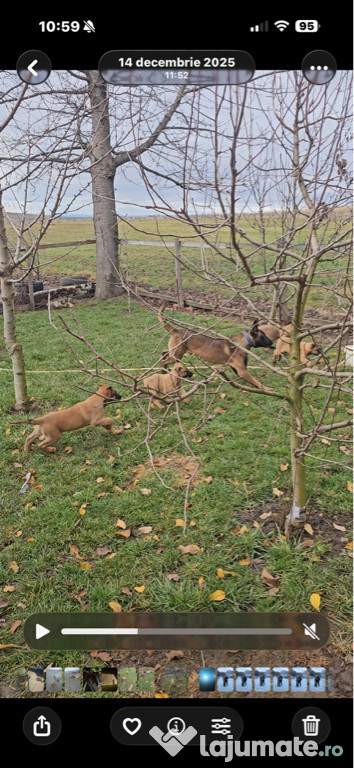 Ciobănesc belgian malinois