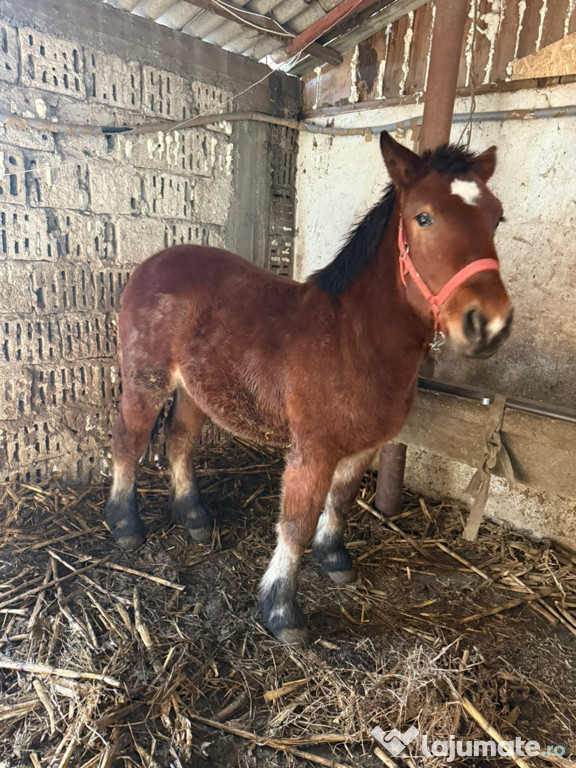 Mânz de 11 luni de vânzare
