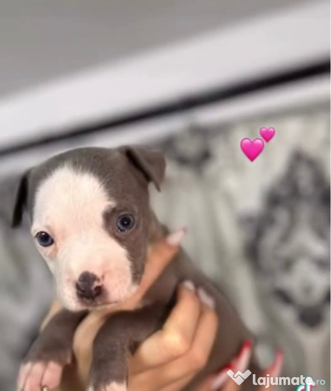 Pui de Amstaff, rasa pura