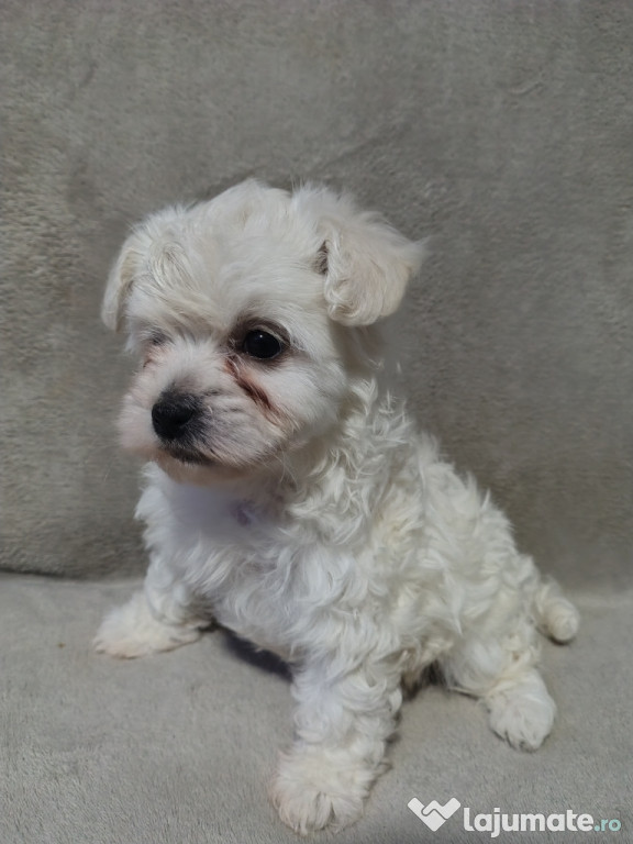 Bichon Maltez femelă