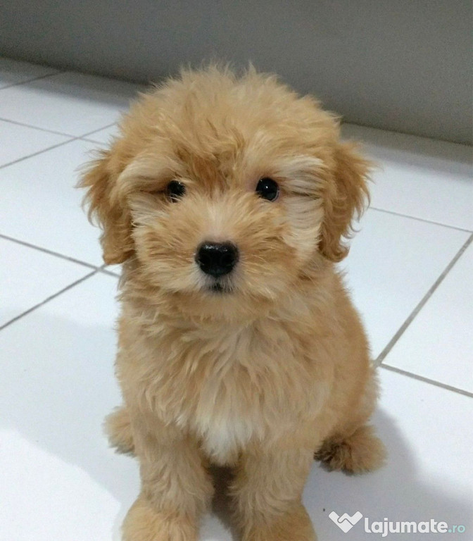 Maltipooo bichon havanez auriu