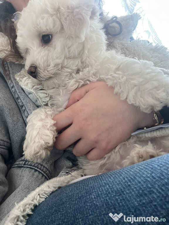 Bichon fetița 1 luna