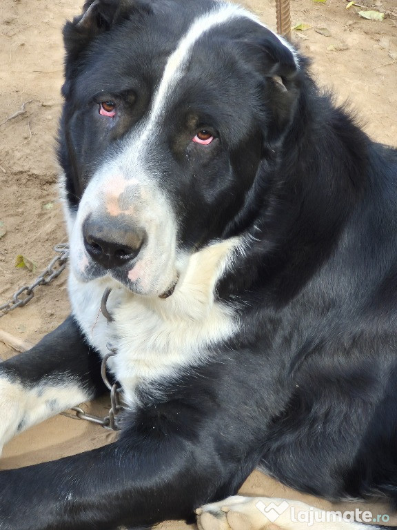 Ciobănesc Asia Centrală