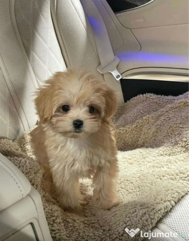 Maltipoo mascul vaccinat 2 luni