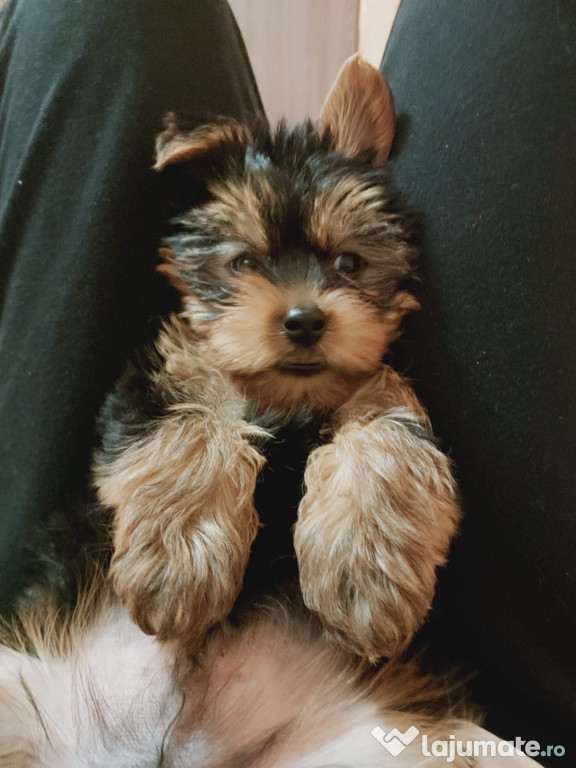 Mascul yorkshire terrier 3,5 luni