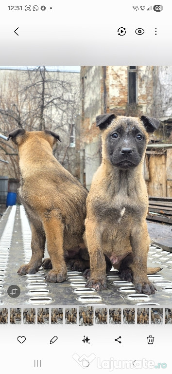 Catei Belgian Malinois