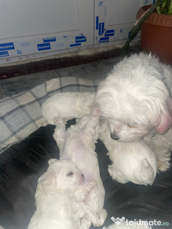 Vând căței Bichon