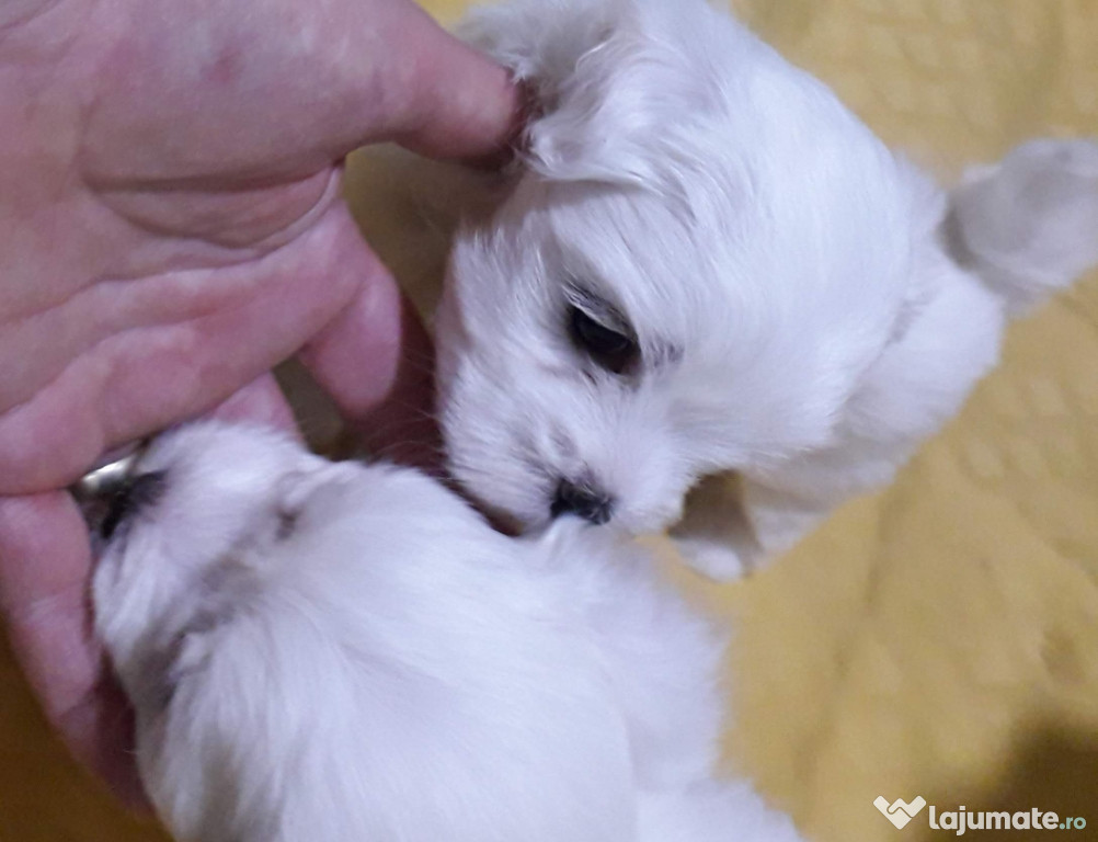 Bichon malteztalie mica