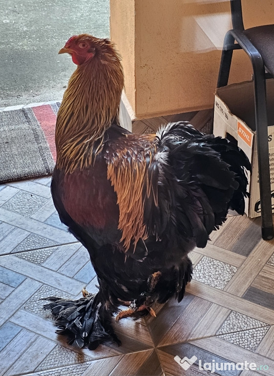 Cocoș Brahma de vânzare
