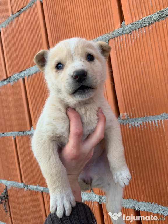 Donez căței găsiți