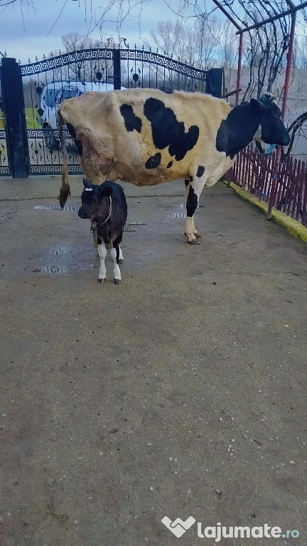 Vând vacă cu vitel