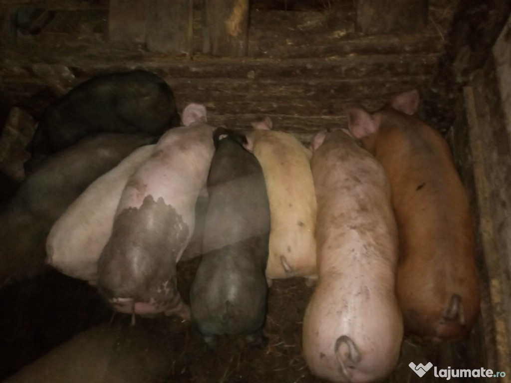 Vând purcei de carne