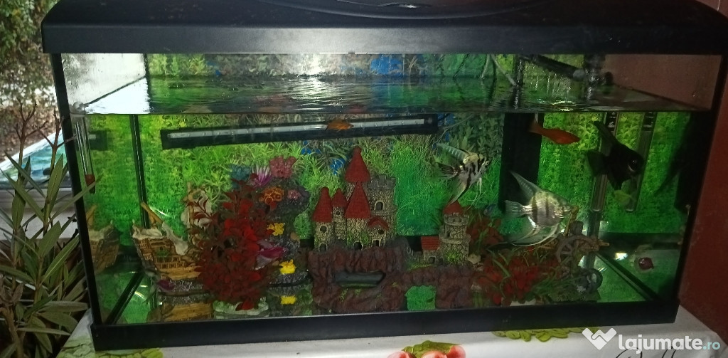 Acvariu pești și accesorii