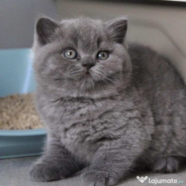 Btitish shorthair puiuți