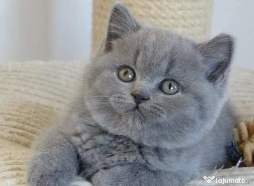British shorthair puiuți