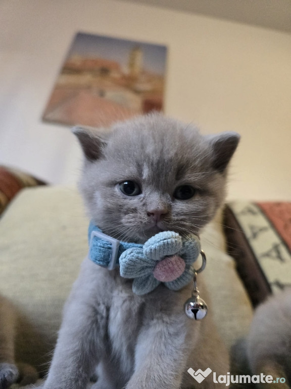 British shorthair lila